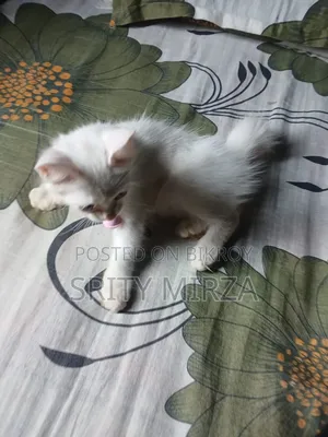 3-6 months Female Mixed Breed Persian