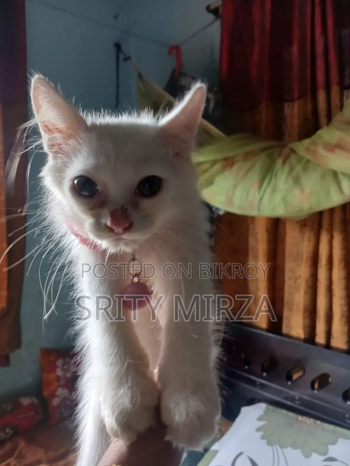 3-6 months Female Mixed Breed Persian