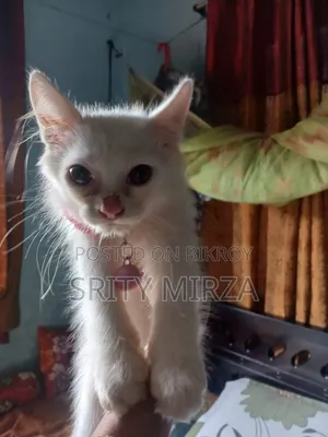 3-6 months Female Mixed Breed Persian
