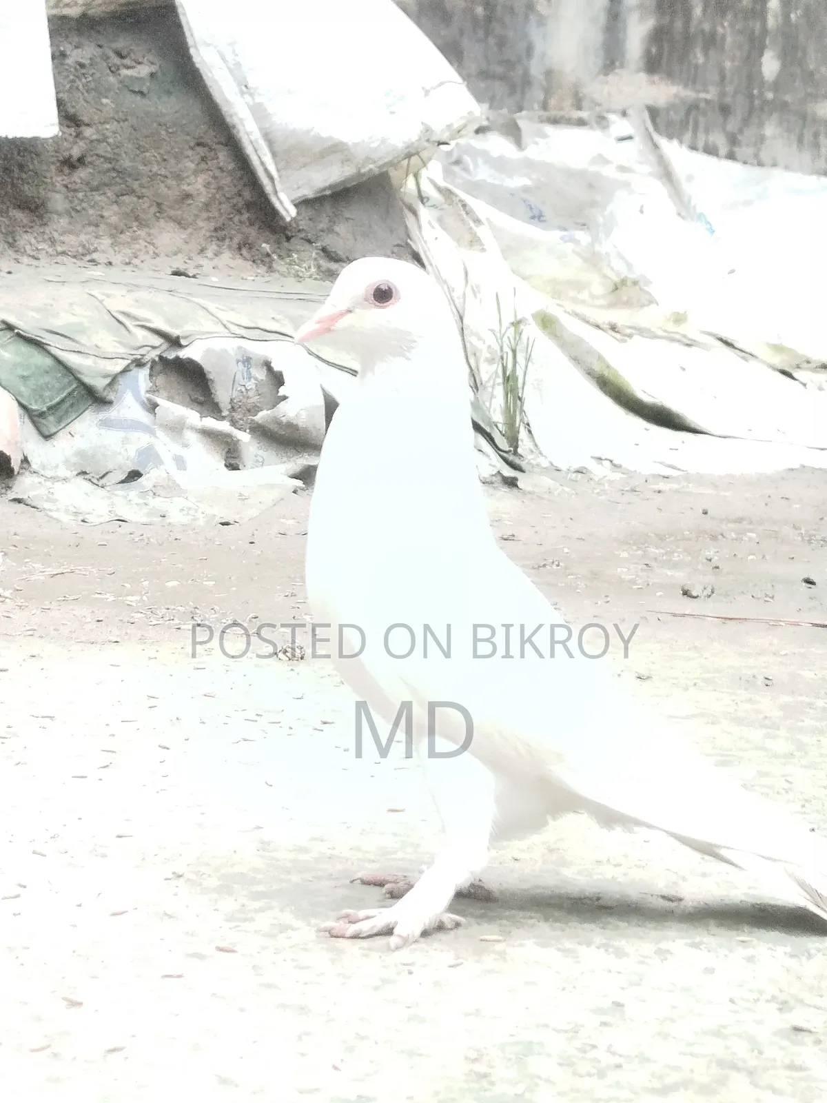 এটি একটি সাদা  কবুতর পাখি