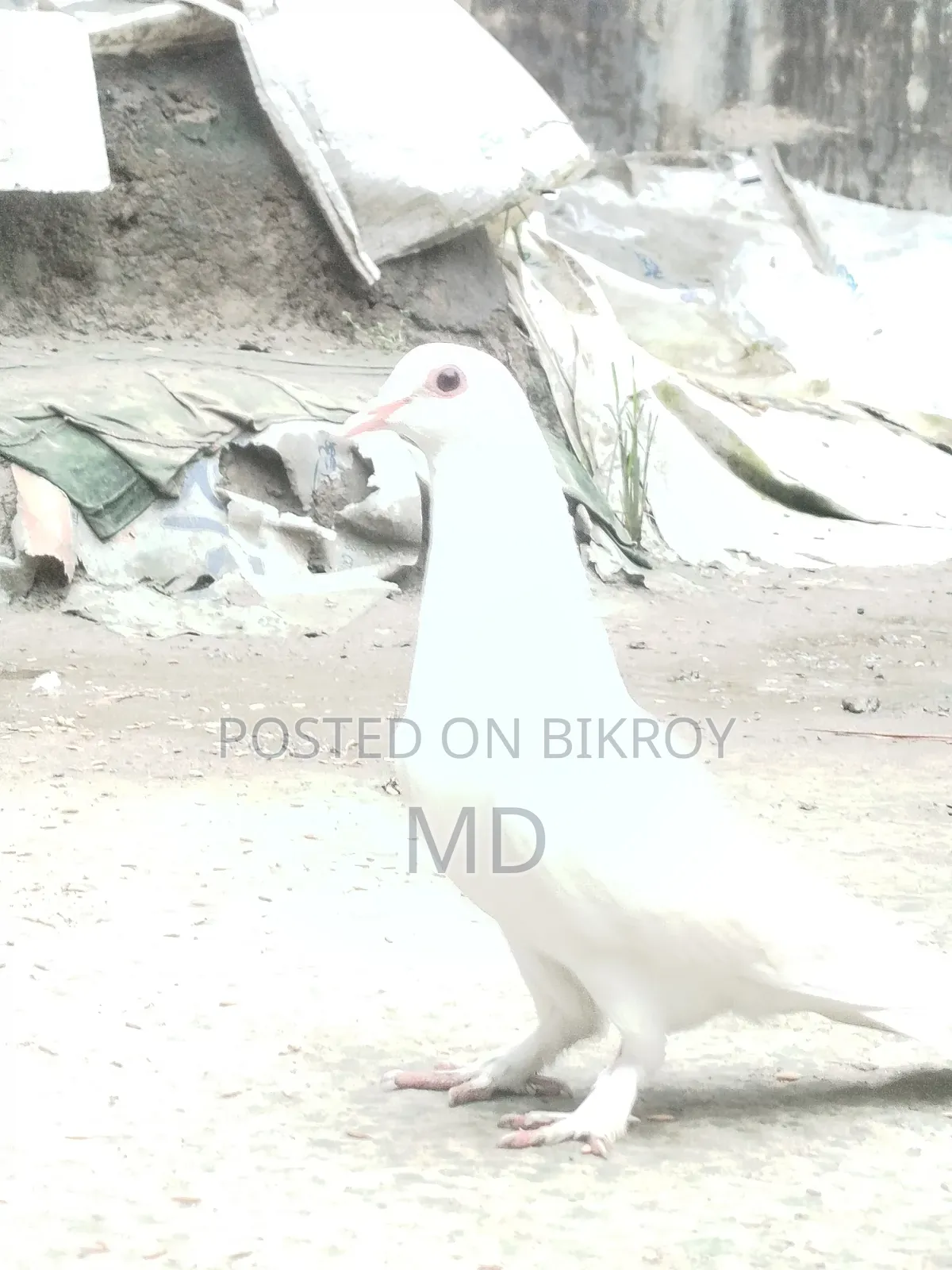 এটি একটি সাদা  কবুতর পাখি