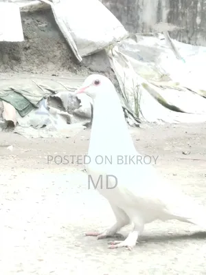 এটি একটি সাদা  কবুতর পাখি