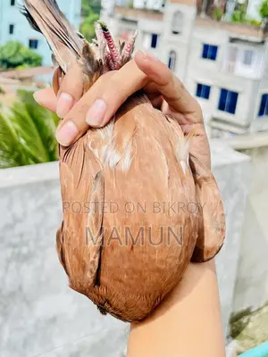 চিলা মাদী/ Chila Madi