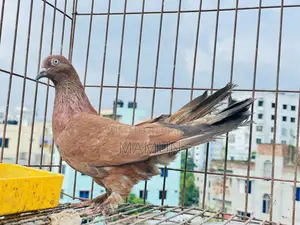চিলা মাদী/ Chila Madi