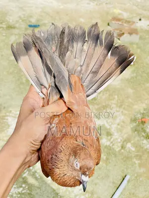 চিলা মাদী/ Chila Madi