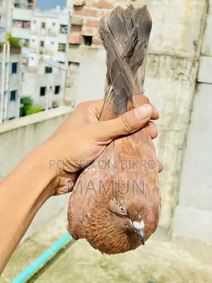 চিলা মাদী/ Chila Madi