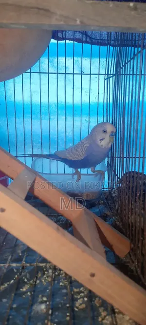 বাজিগার বিক্রি হবে