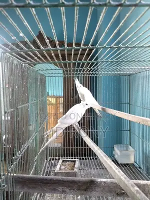 রানিং জোড়া