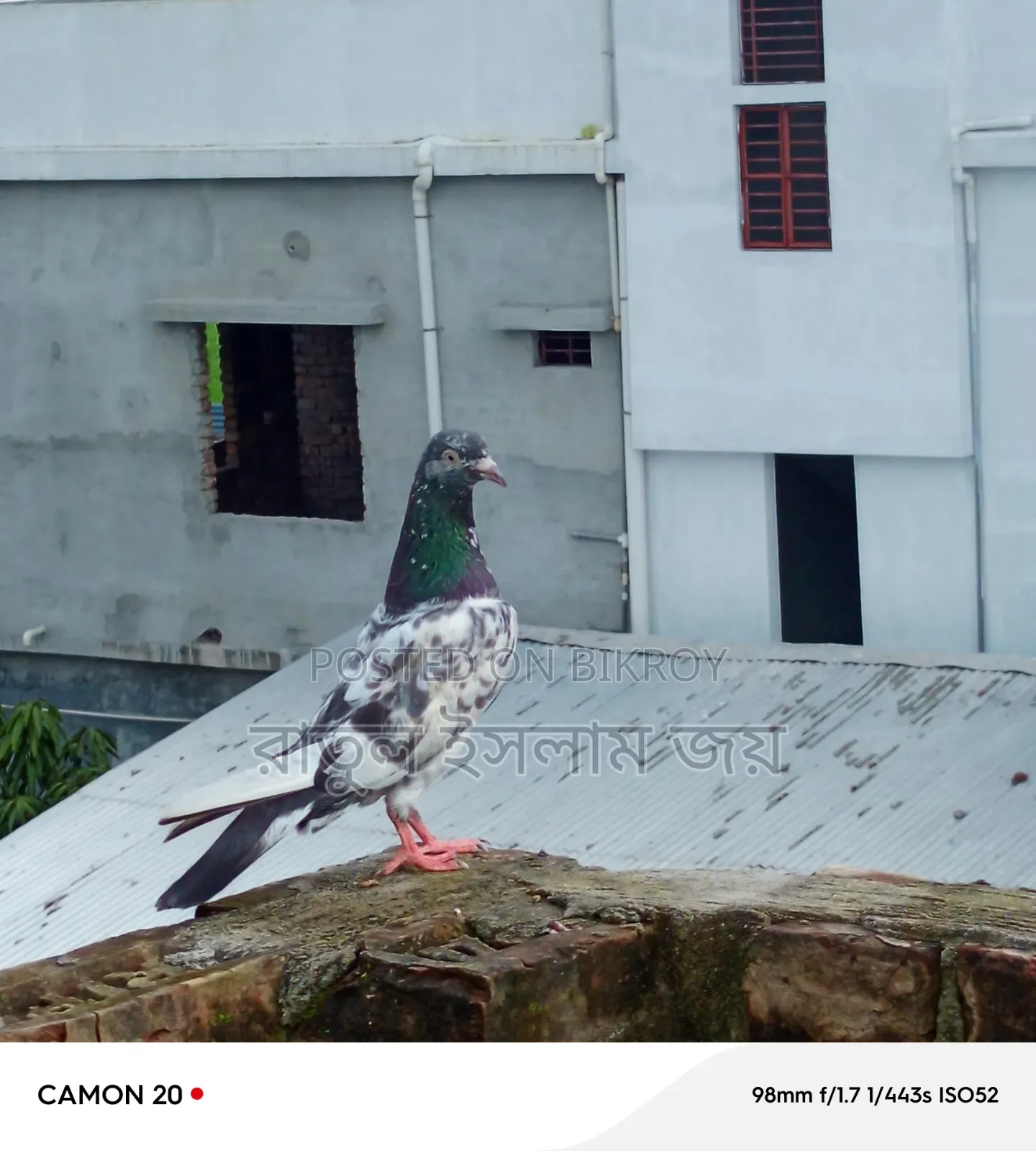 কামাগার কবুতার, নর