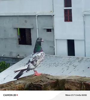 কামাগার কবুতার, নর