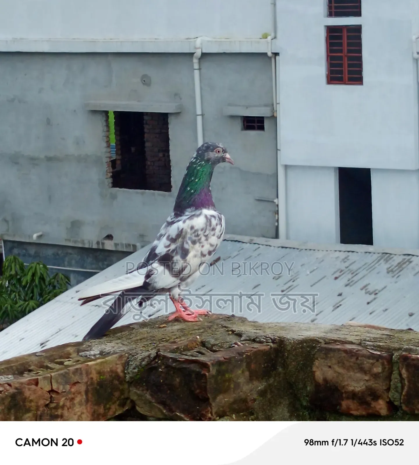 কামাগার কবুতার, নর