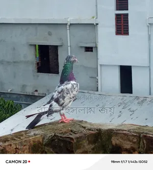 কামাগার কবুতার, নর
