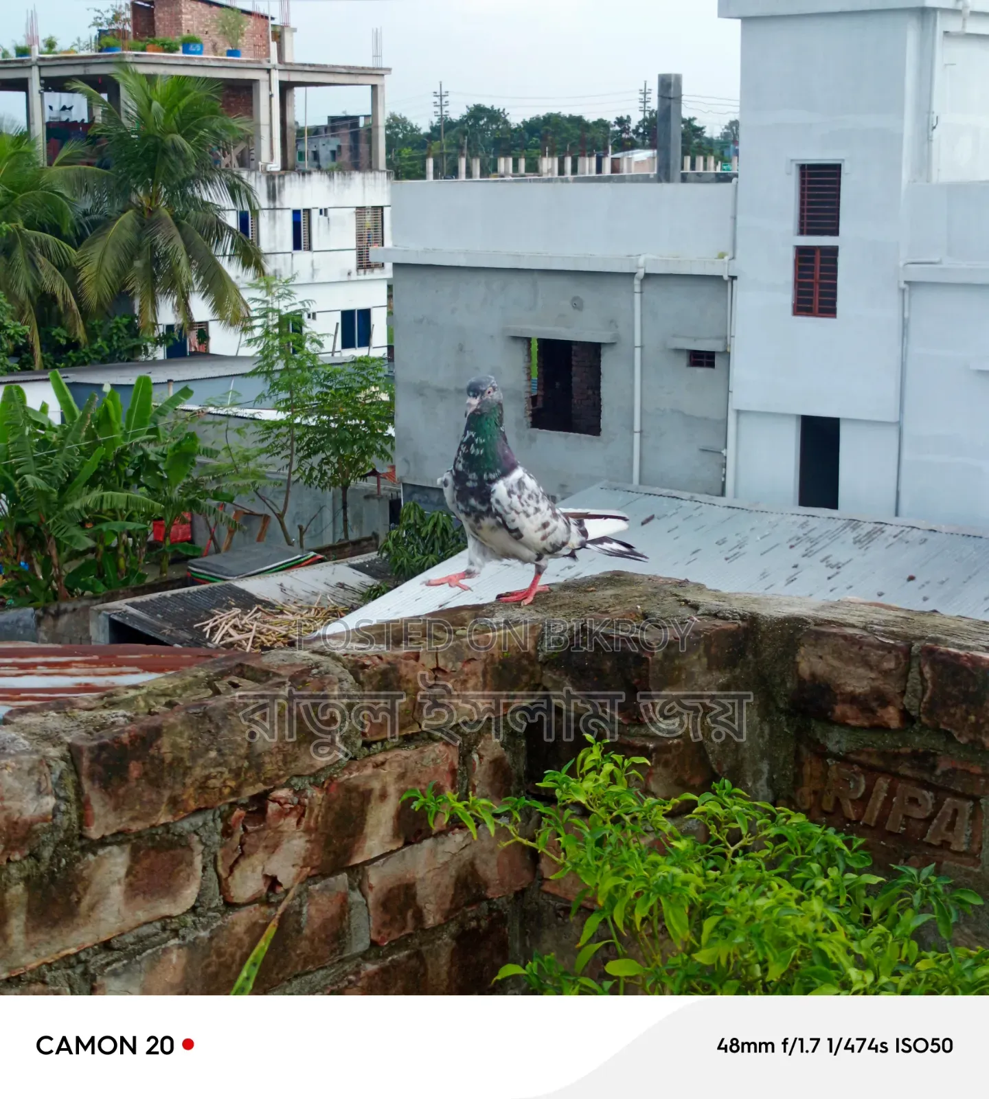 কামাগার কবুতার, নর