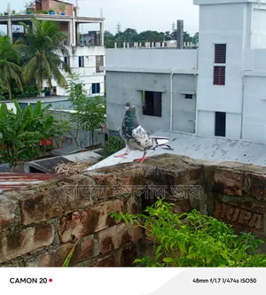 কামাগার কবুতার, নর