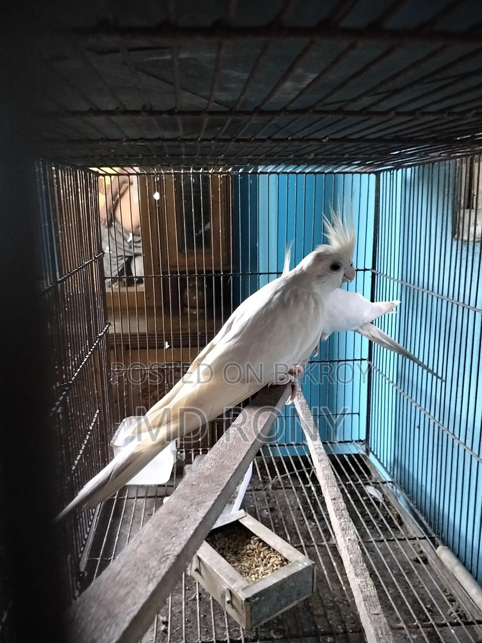 রানিং জোড়া