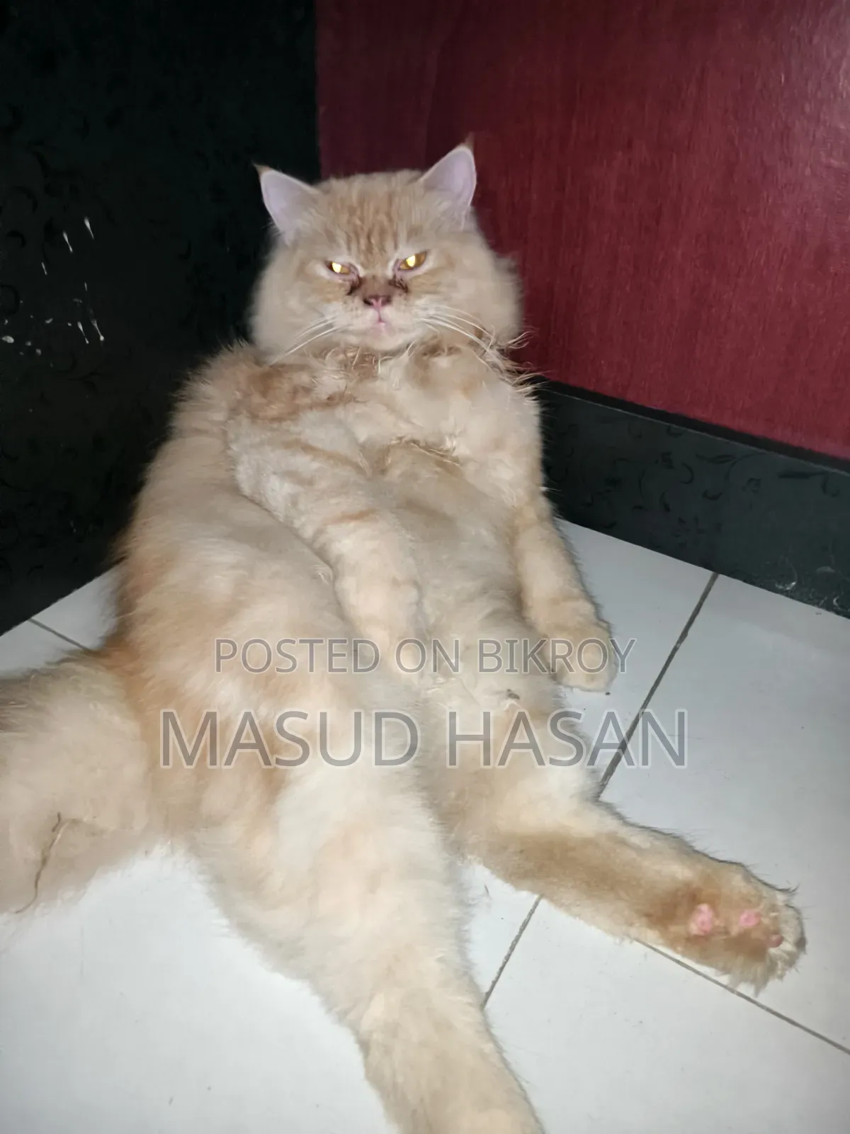 6-12 months Male Purebred Persian