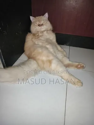 6-12 months Male Purebred Persian