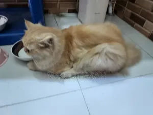 6-12 months Male Purebred Persian