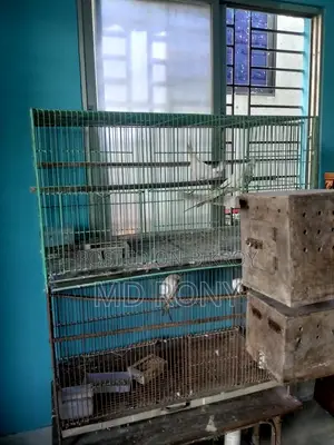 রানিং জোড়া