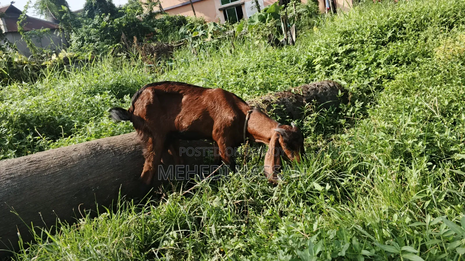 ছাগল বিক্রি করা হবে
