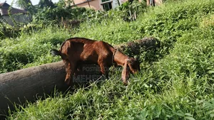 ছাগল বিক্রি করা হবে