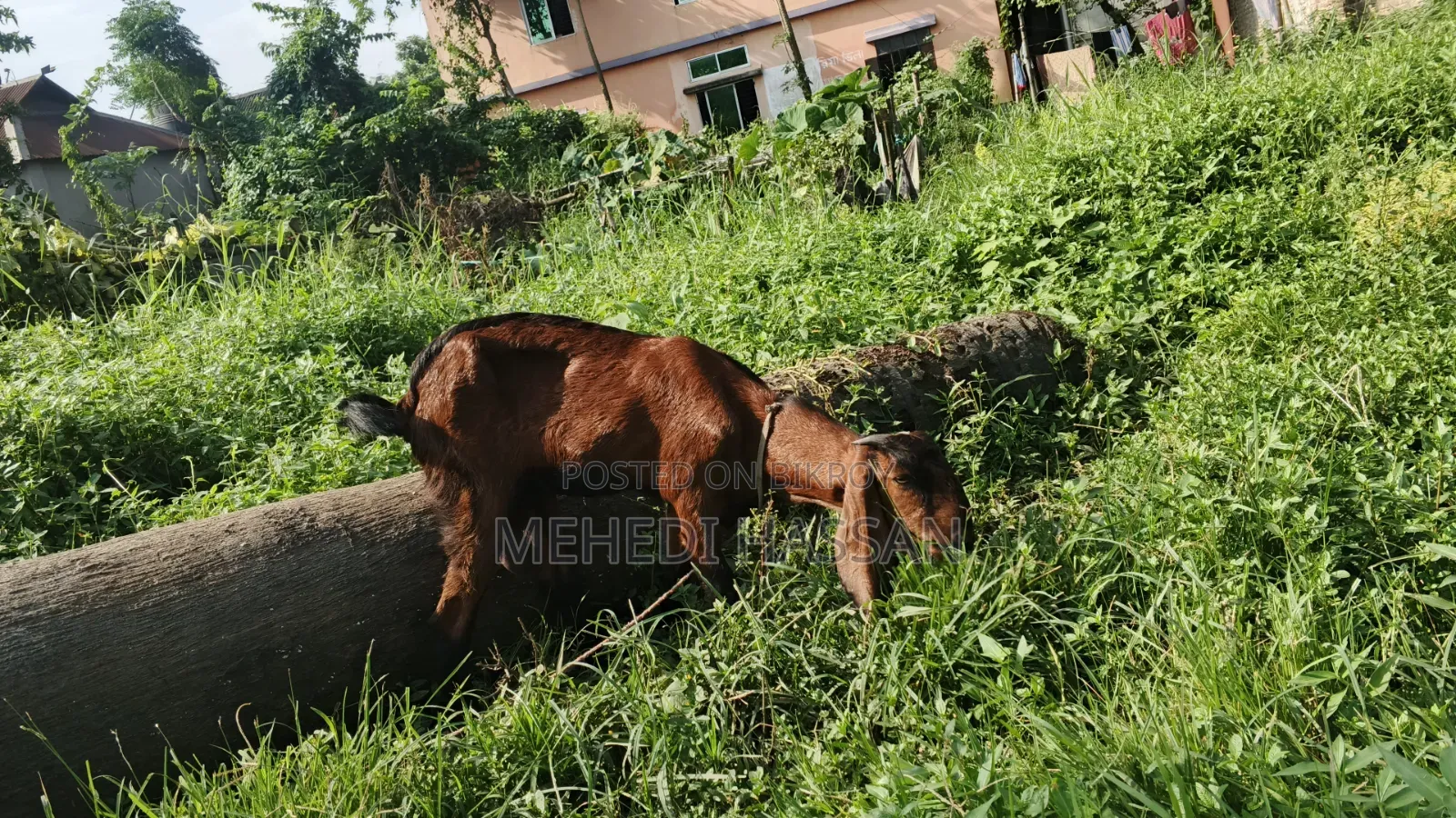 ছাগল বিক্রি করা হবে