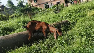 ছাগল বিক্রি করা হবে