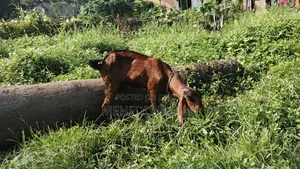 ছাগল বিক্রি করা হবে