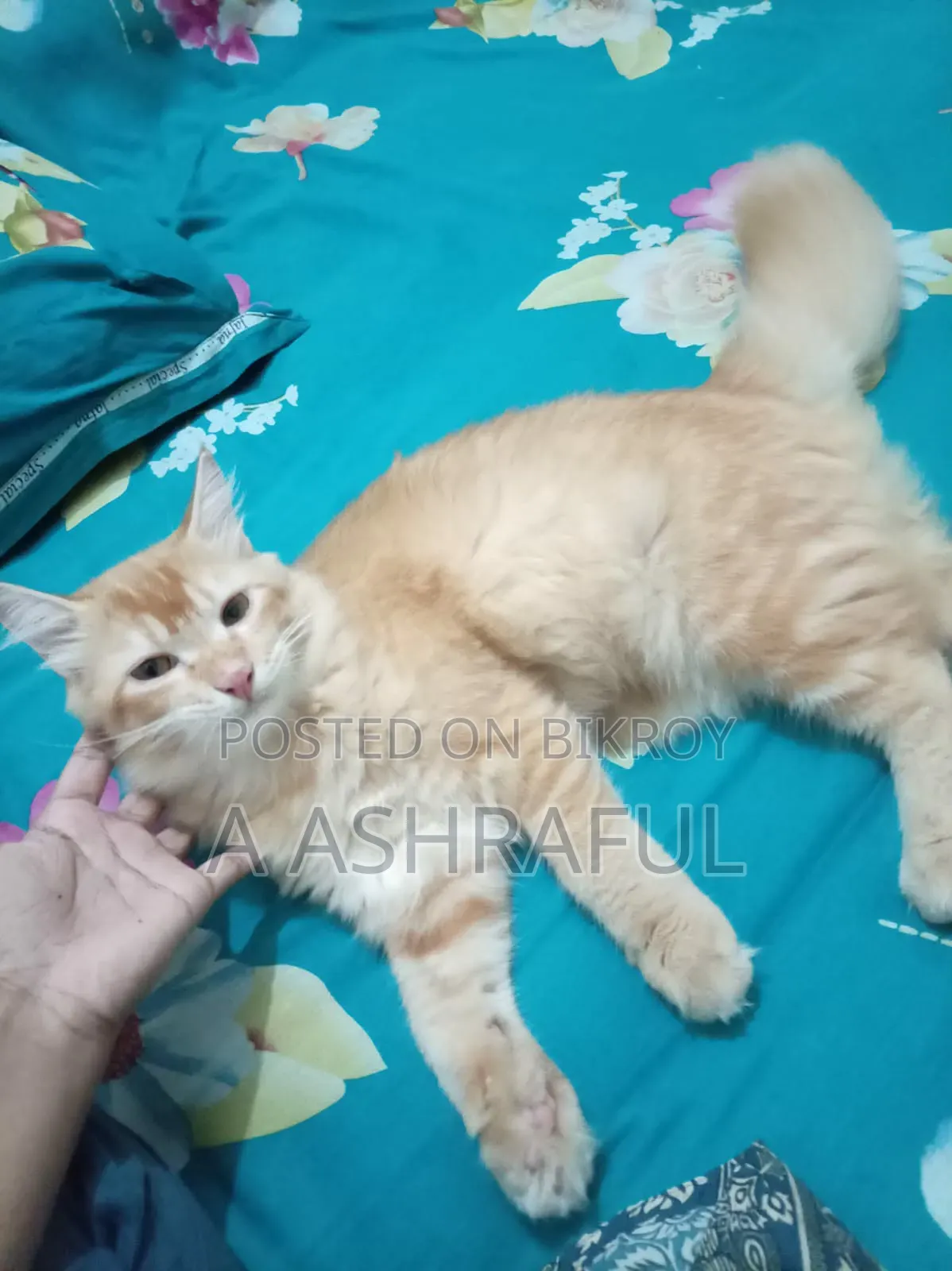 6-12 months Male Mixed Breed Persian