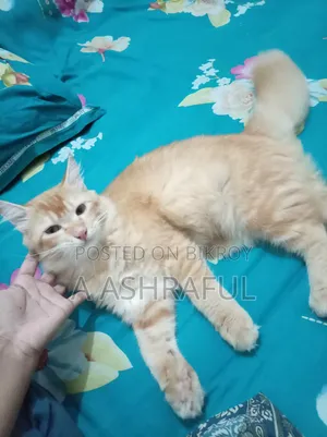 6-12 months Male Mixed Breed Persian