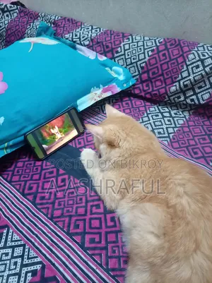 6-12 months Male Mixed Breed Persian