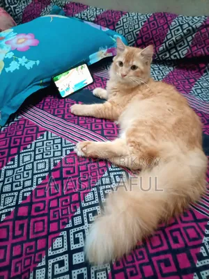 6-12 months Male Mixed Breed Persian