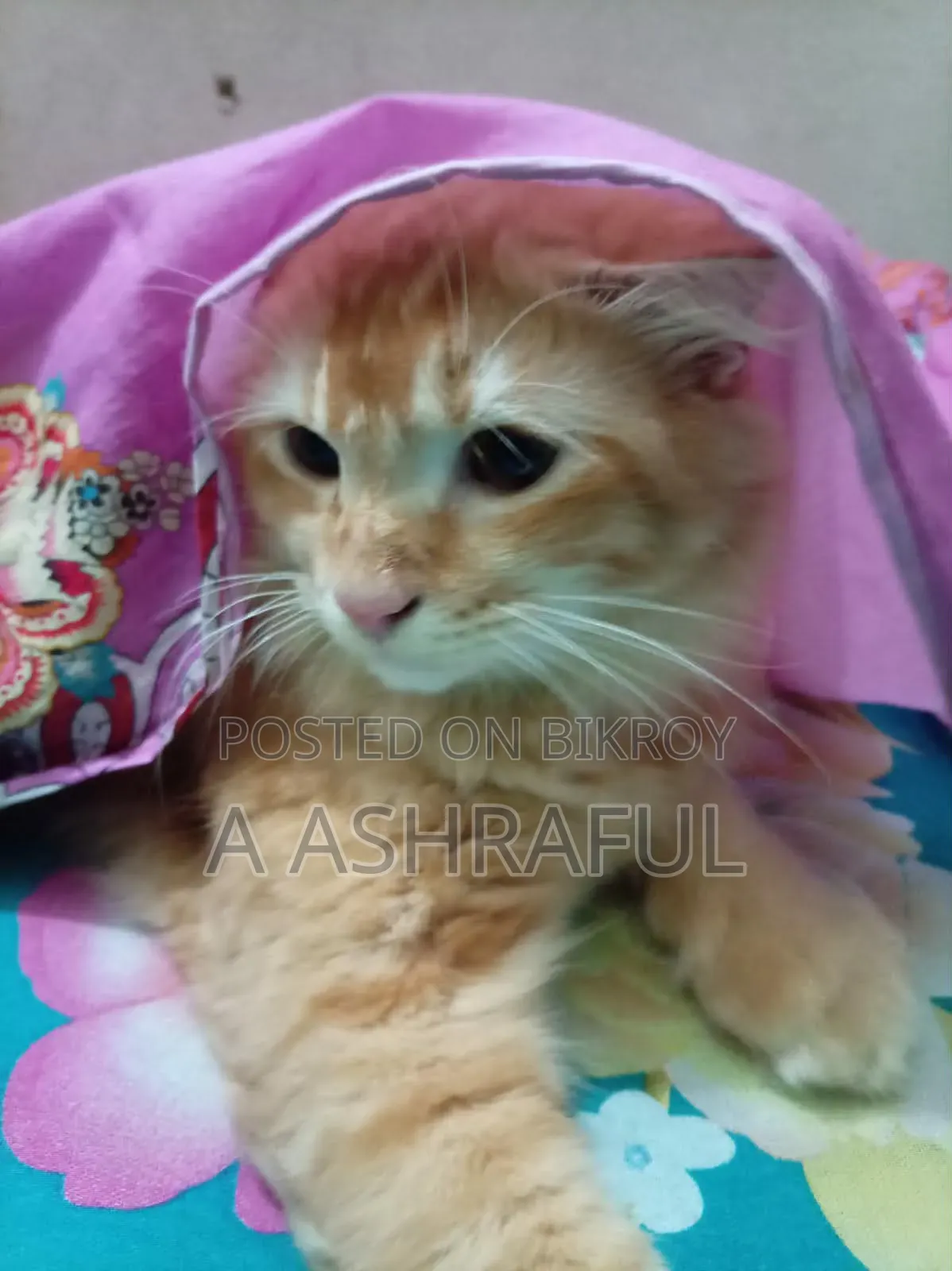6-12 months Male Mixed Breed Persian