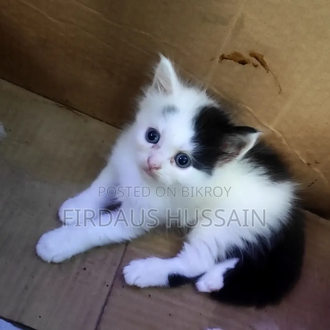 1-3 months Male Purebred Persian