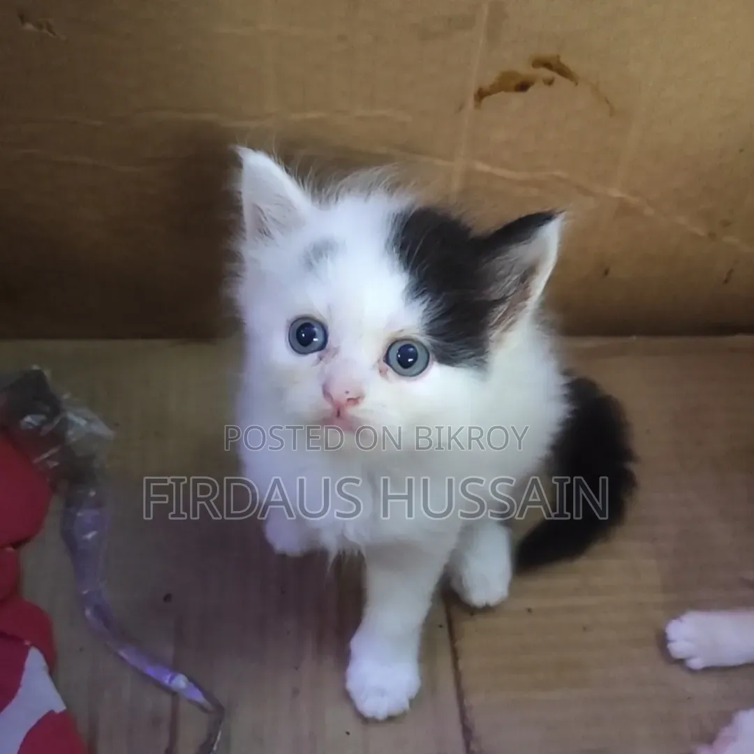 1-3 months Male Purebred Persian