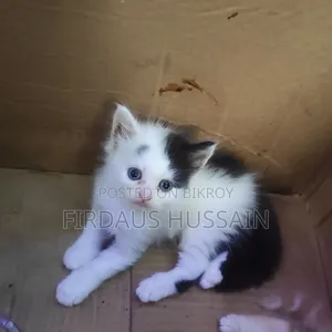 1-3 months Male Purebred Persian