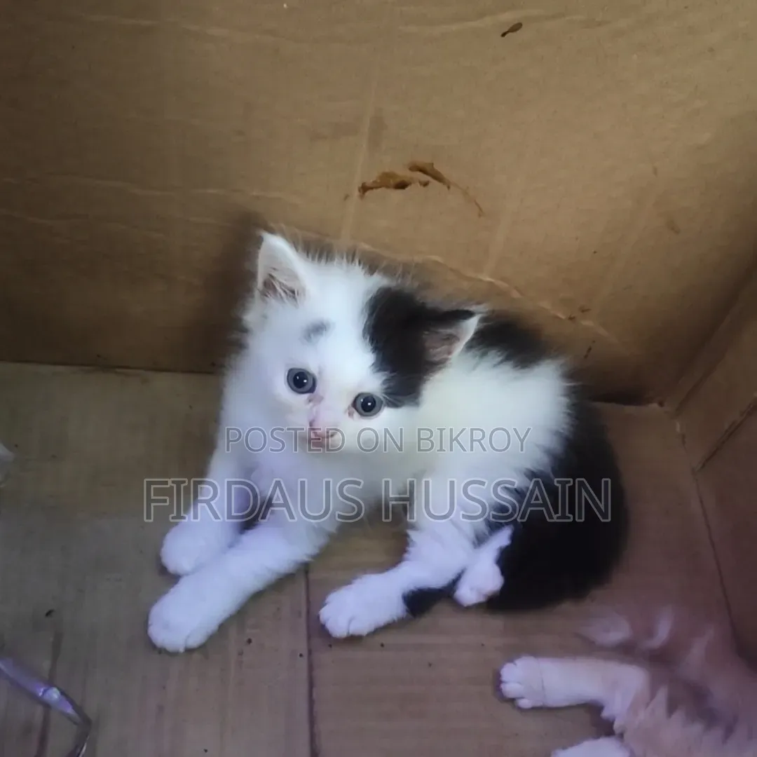 1-3 months Male Purebred Persian