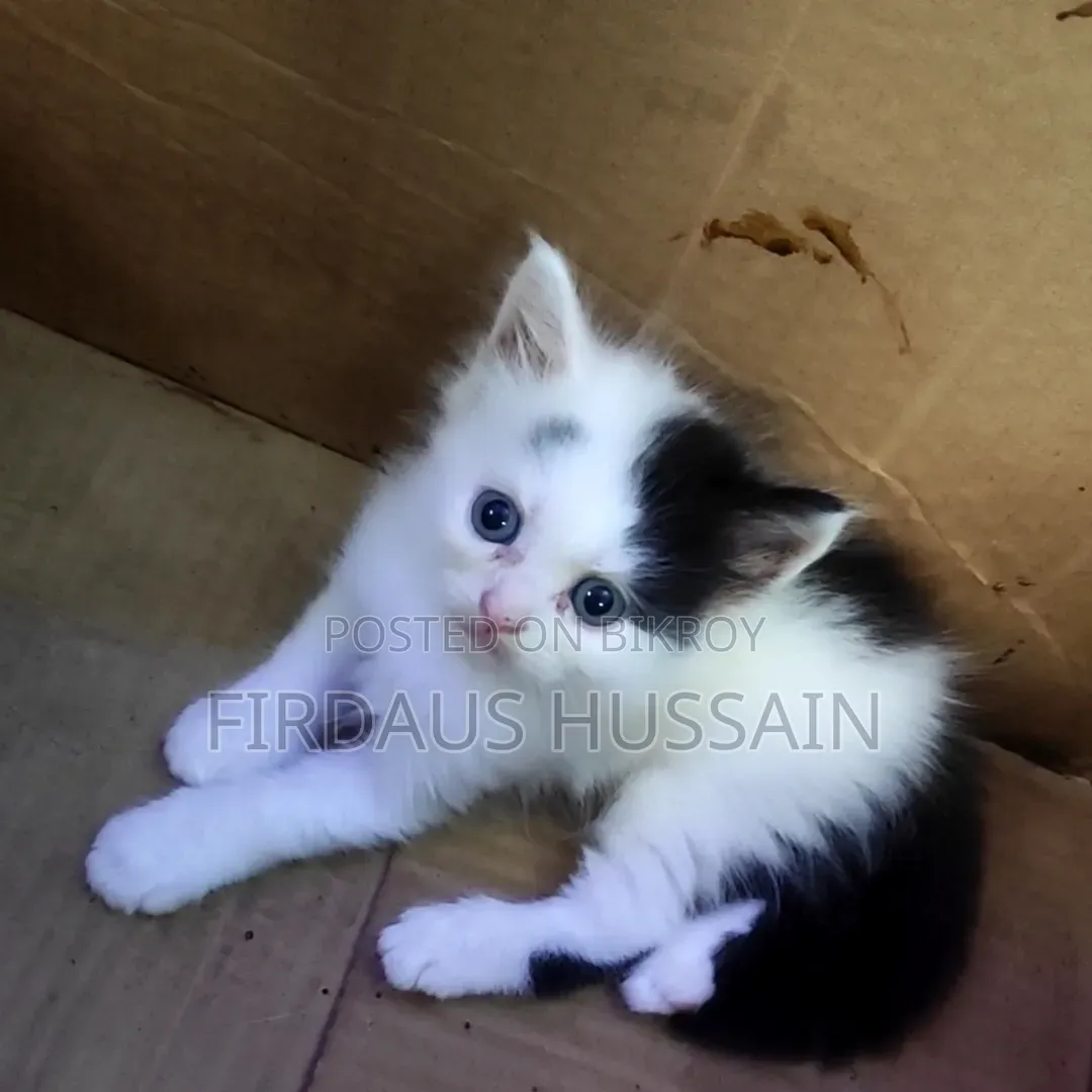 1-3 months Male Purebred Persian