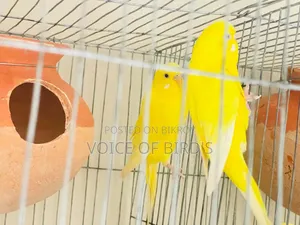 6 Pair Lutino Budgerigar For Sale