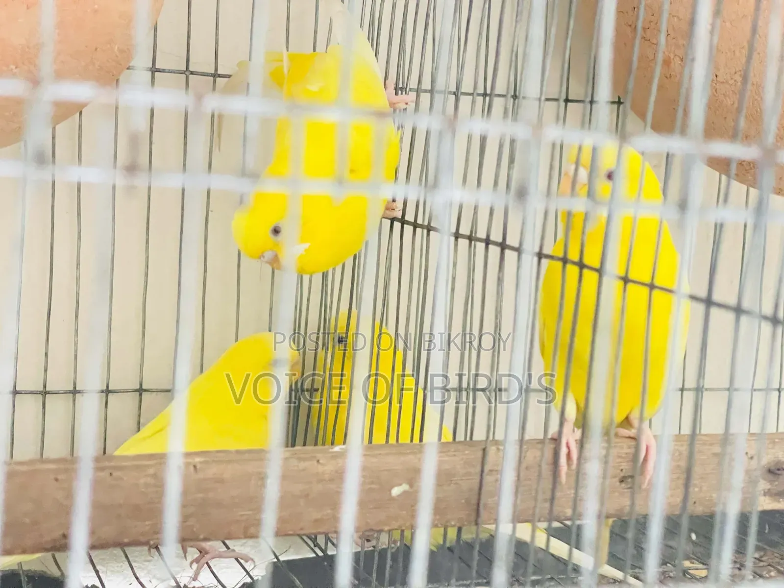 6 Pair Lutino Budgerigar For Sale