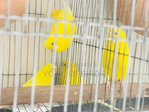 6 Pair Lutino Budgerigar For Sale