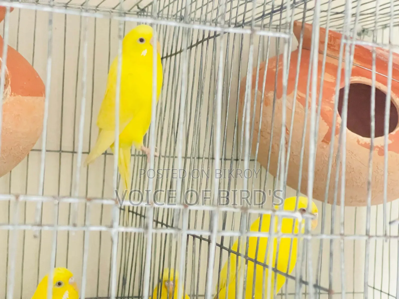 6 Pair Lutino Budgerigar For Sale