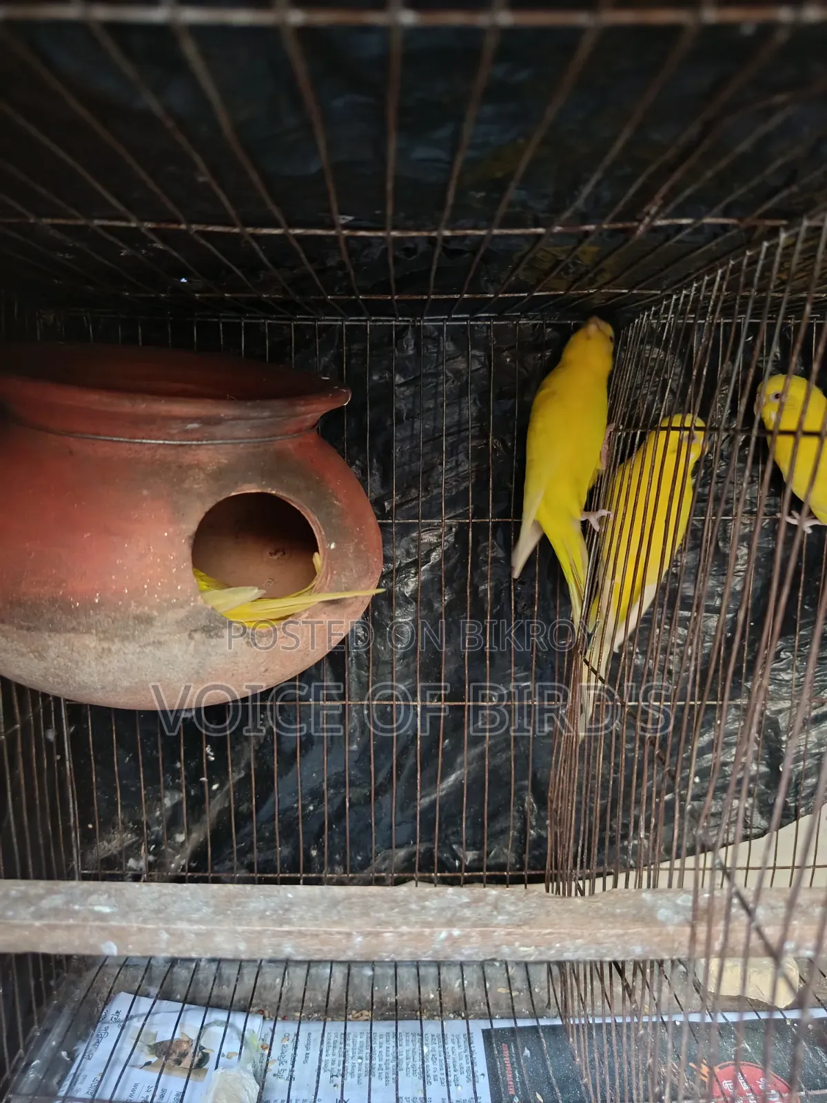 6 Pair Lutino Budgerigar For Sale