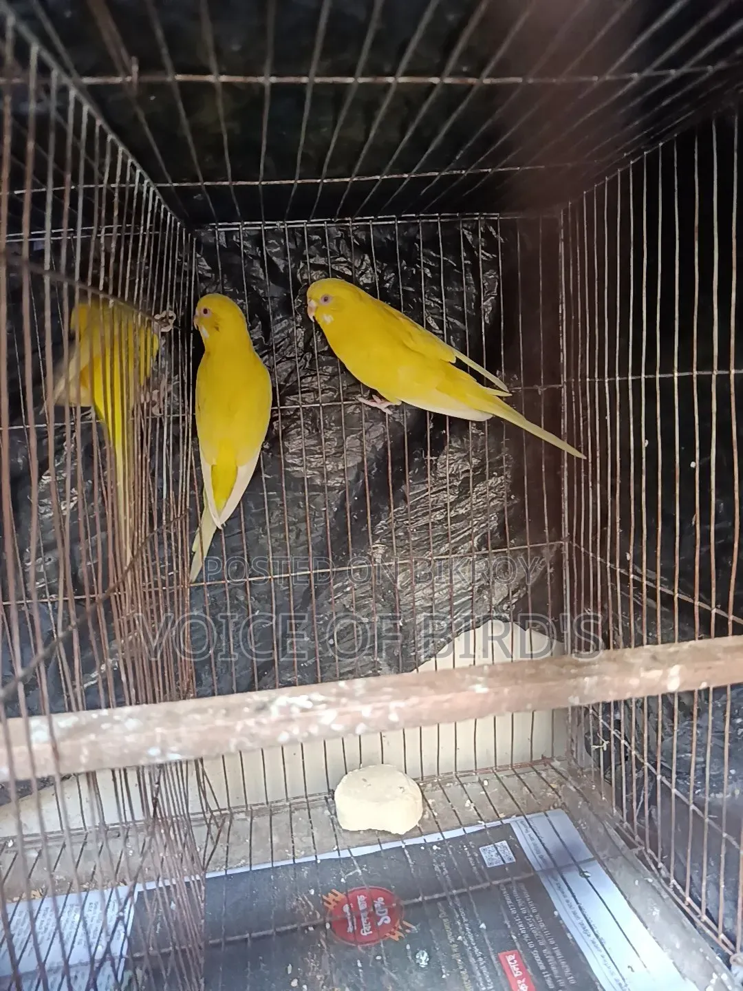 6 Pair Lutino Budgerigar For Sale