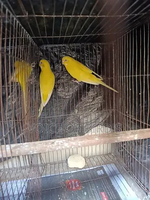 6 Pair Lutino Budgerigar For Sale