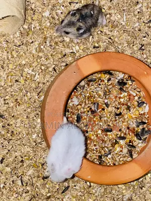 Winter Hamster