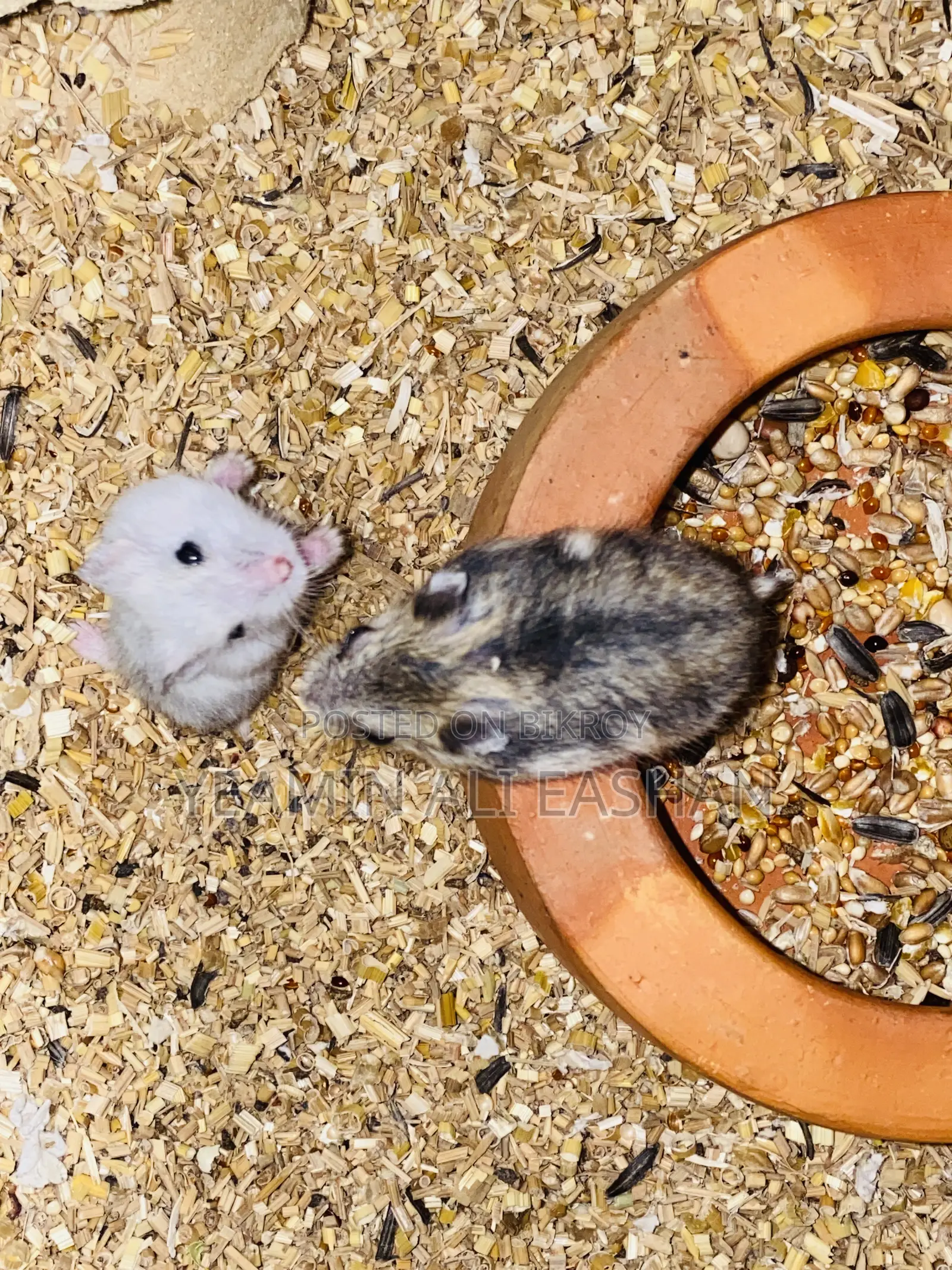 Winter Hamster