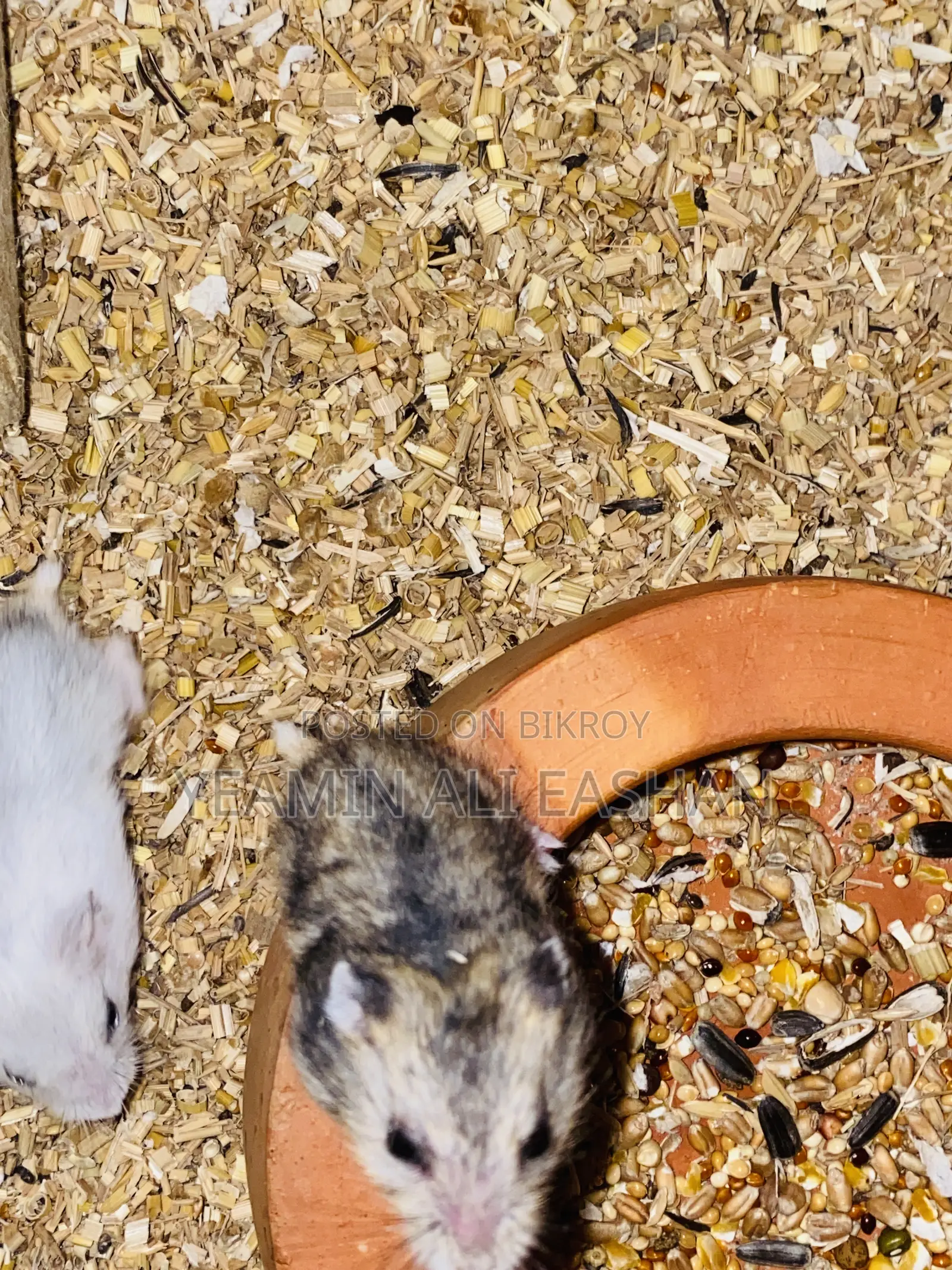 Winter Hamster