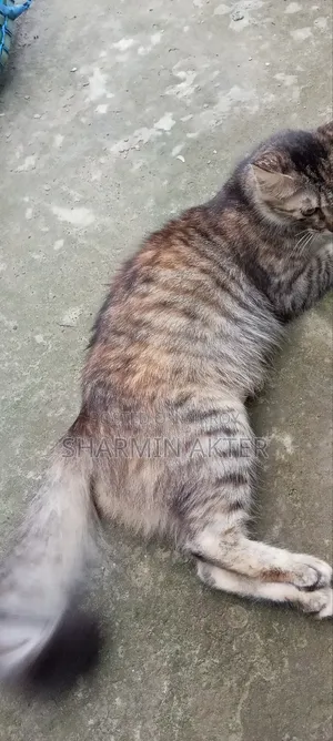 1+ year Female Mixed Breed Persian