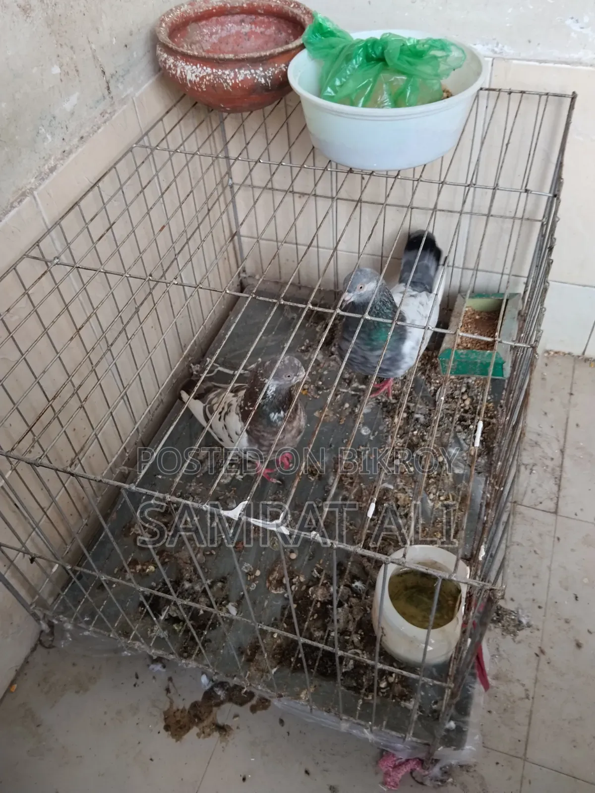 খাচাসহ কবুতর